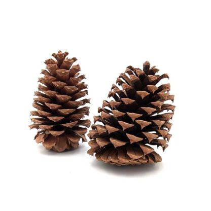 Ponderosa Pine Cone