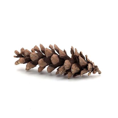 White Pine Cone - Image 2