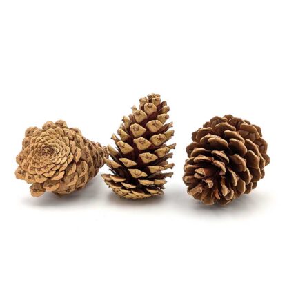 Ponderosa Pine Cone (Immature)